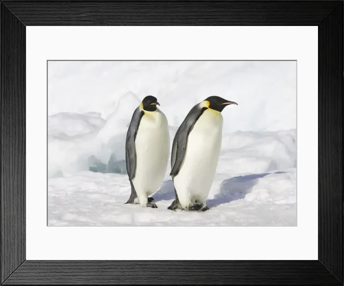 Framed Print : Emperor Penguin - two adults. Snow hill island - Antarctica Framed Print : Emperor Penguin - two adults. Snow hill island - Antarctica