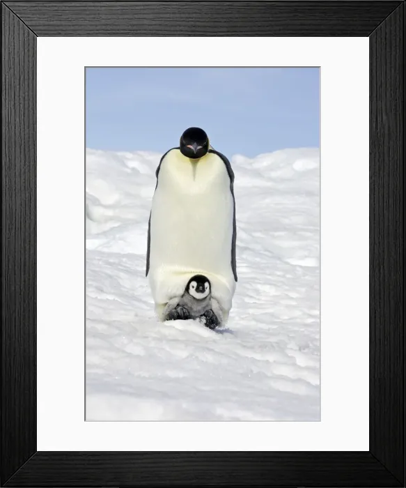 Framed Print : Emperor Penguin - adult with chick. Snow hill island - Antarctica Framed Print : Emperor Penguin - adult with chick. Snow hill island - Antarctica
