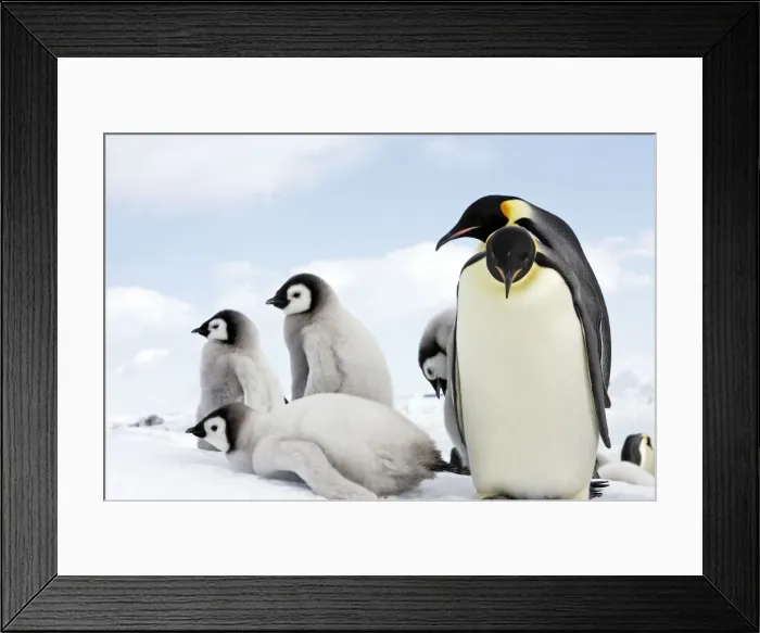 Framed Print : Emperor Penguin - adult with chicks. Snow hill island - Antarctica Framed Print : Emperor Penguin - adult with chicks. Snow hill island - Antarctica