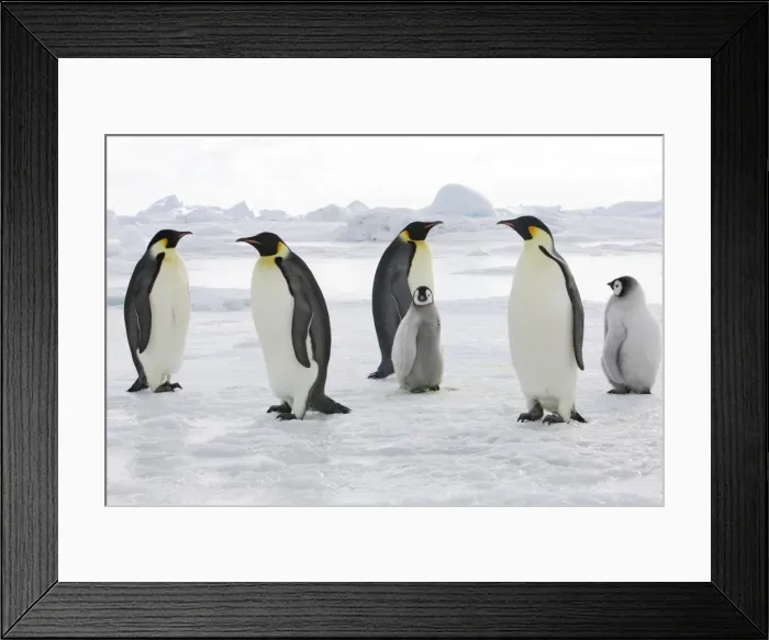 Framed Print : Emperor Penguin - adults with chicks. Snow hill island - Antarctica