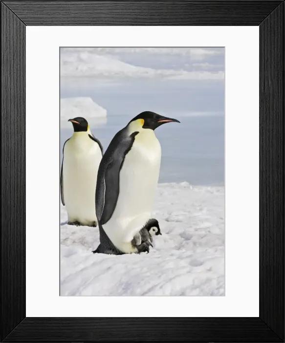 Framed Print : Emperor Penguin - adult and chick. Snow hill island - Antarctica Framed Print : Emperor Penguin - adult and chick. Snow hill island - Antarctica