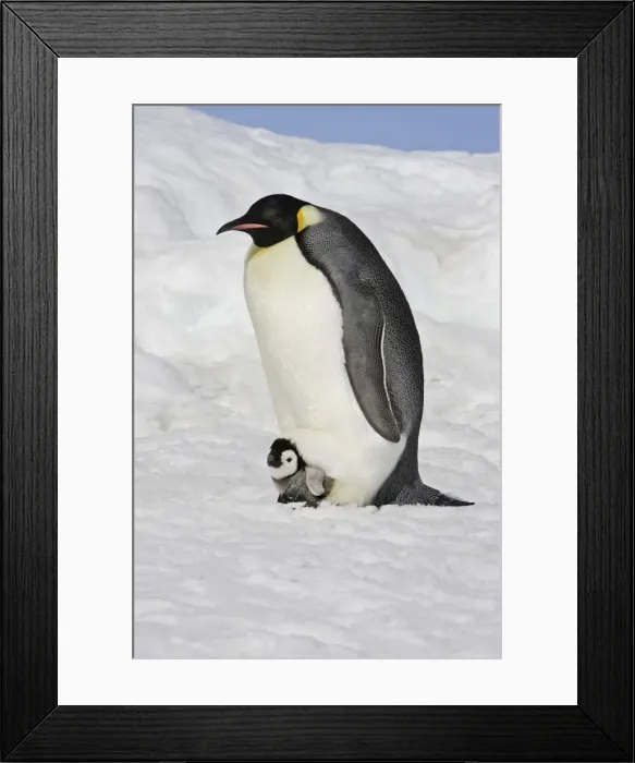 Framed Print : Emperor Penguin - adult and chick. Snow hill island - Antarctica Framed Print : Emperor Penguin - adult and chick. Snow hill island - Antarctica