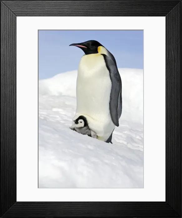Framed Print : Emperor Penguin - adult and chick. Snow hill island - Antarctica Framed Print : Emperor Penguin - adult and chick. Snow hill island - Antarctica