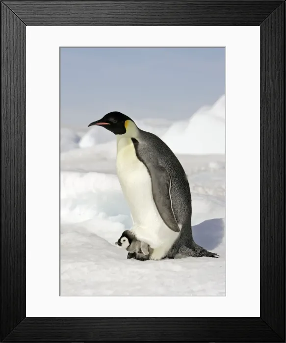 Framed Print : Emperor Penguin - adult and chick. Snow hill island - Antarctica Framed Print : Emperor Penguin - adult and chick. Snow hill island - Antarctica