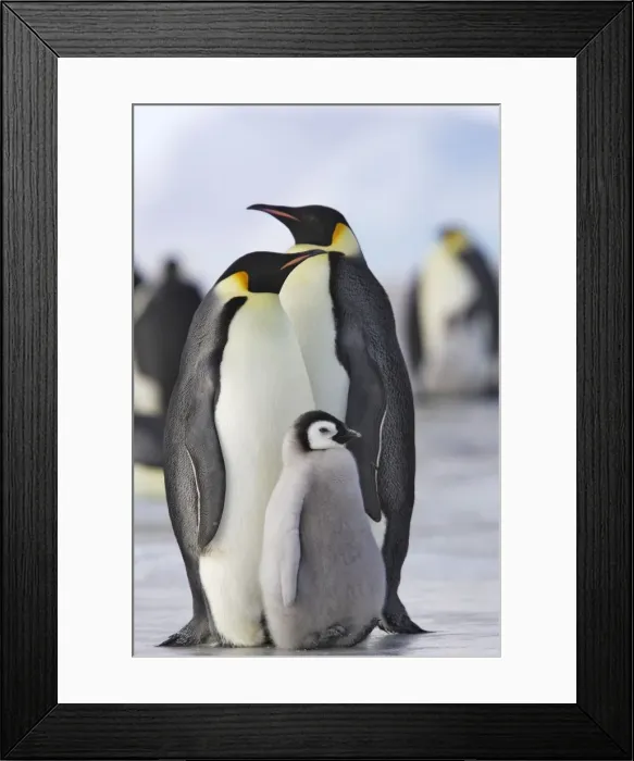 Framed Print : Emperor Penguin - adults and chick. Snow hill island - Antarctica Framed Print : Emperor Penguin - adults and chick. Snow hill island - Antarctica