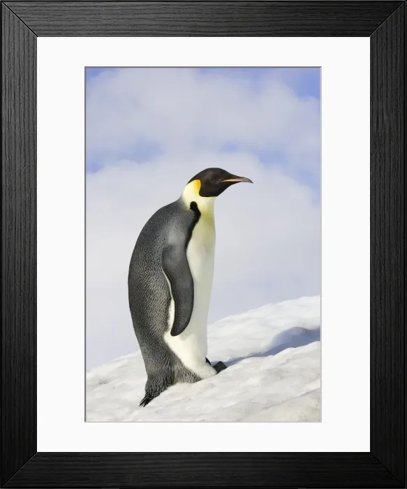 Framed Print : Emperor Penguin - adult. Snow hill island - Antarctica Framed Print : Emperor Penguin - adult. Snow hill island - Antarctica