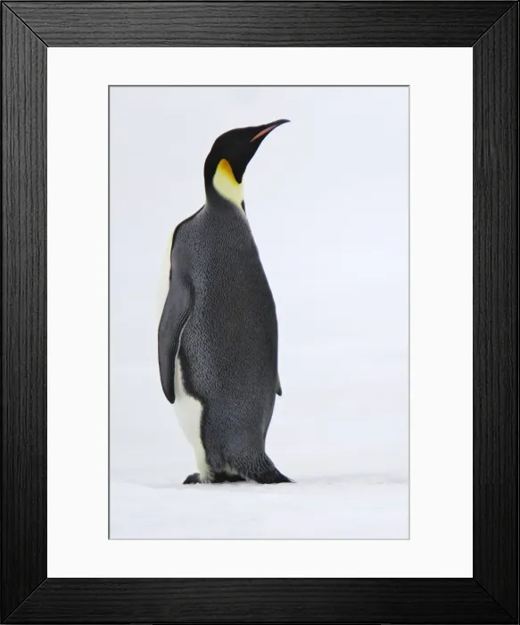 Framed Print : Emperor Penguin - backview. Snow hill island - Antarctica Framed Print : Emperor Penguin - backview. Snow hill island - Antarctica