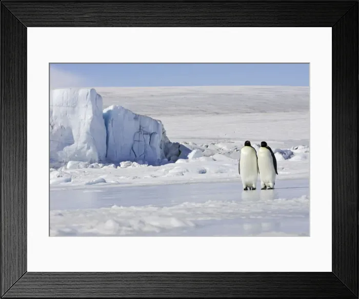 Framed Print : Emperor Penguin - two adults standing on ice. Snow hill island - Antarctica Framed Print : Emperor Penguin - two adults standing on ice. Snow hill island - Antarctica
