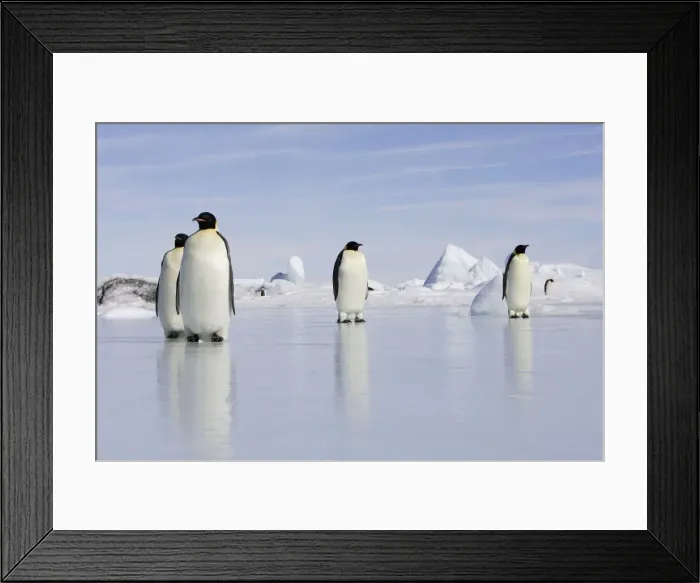 Framed Print : Emperor Penguin - four adults standing on ice. Snow hill island - Antarctica Framed Print : Emperor Penguin - four adults standing on ice. Snow hill island - Antarctica