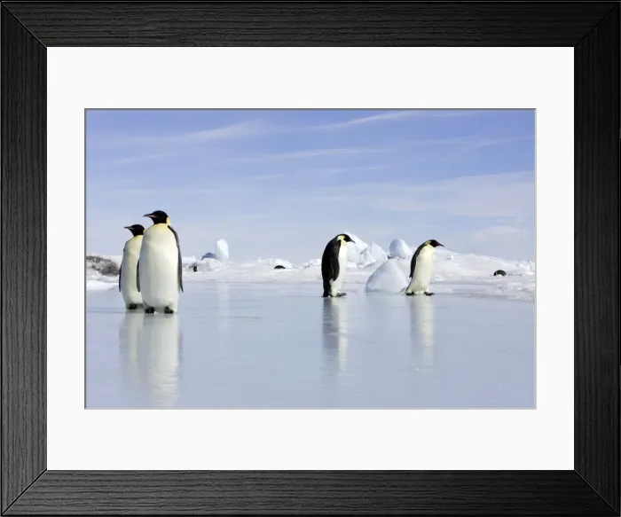 Framed Print : Emperor Penguin - four adults standing on ice. Snow hill island - Antarctica Framed Print : Emperor Penguin - four adults standing on ice. Snow hill island - Antarctica