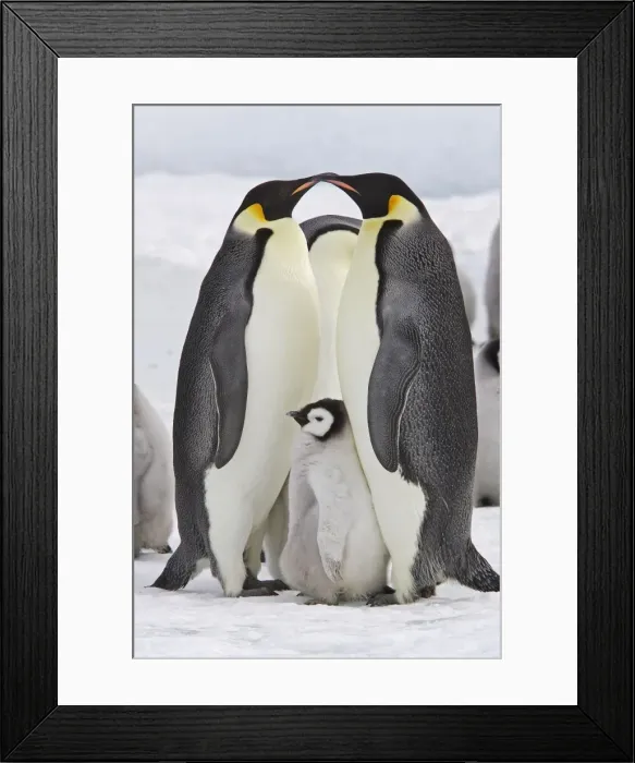 Framed Print : Emperor Penguin - two adults with chick. Snow hill island - Antarctica Framed Print : Emperor Penguin - two adults with chick. Snow hill island - Antarctica
