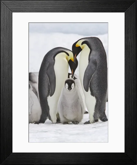 Framed Print : Emperor Penguin - two adults with chick. Snow hill island - Antarctica Framed Print : Emperor Penguin - two adults with chick. Snow hill island - Antarctica