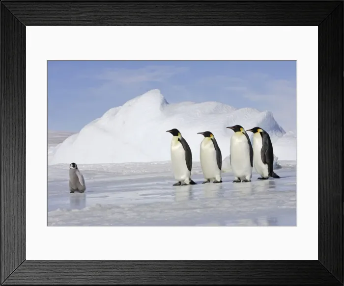 Framed Print : Emperor Penguin - four adults following chick across ice. Snow hill island - Antarctica Framed Print : Emperor Penguin - four adults following chick across ice. Snow hill island - Antarctica