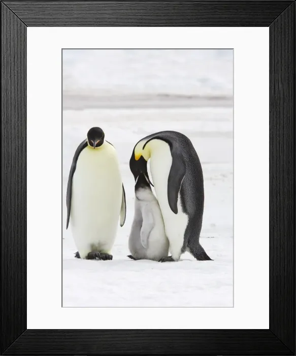 Framed Print : Emperor Penguin - adults feeding chick. Snow hill island - Antarctica Framed Print : Emperor Penguin - adults feeding chick. Snow hill island - Antarctica