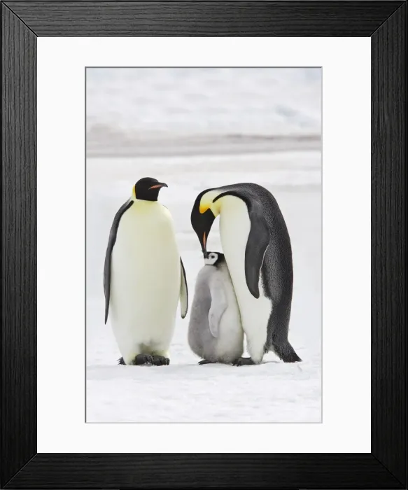 Framed Print : Emperor Penguin - two adults with chick. Snow hill island - Antarctica Framed Print : Emperor Penguin - two adults with chick. Snow hill island - Antarctica