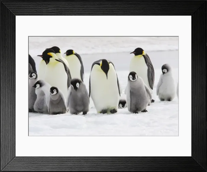 Framed Print : Emperor Penguin - group of adults and chick. Snow hill island - Antarctica Framed Print : Emperor Penguin - group of adults and chick. Snow hill island - Antarctica