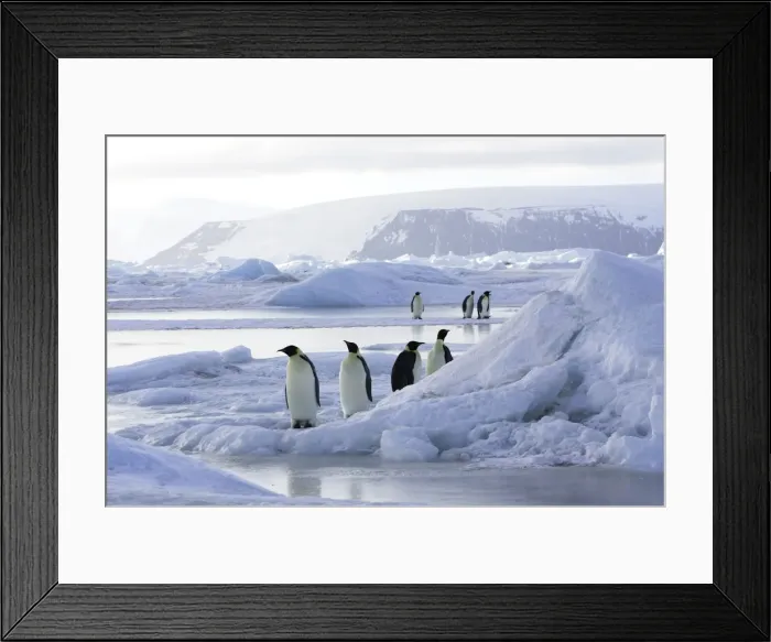 Framed Print : Emperor Penguin - group of adults. Snow hill island - Antarctica Framed Print : Emperor Penguin - group of adults. Snow hill island - Antarctica