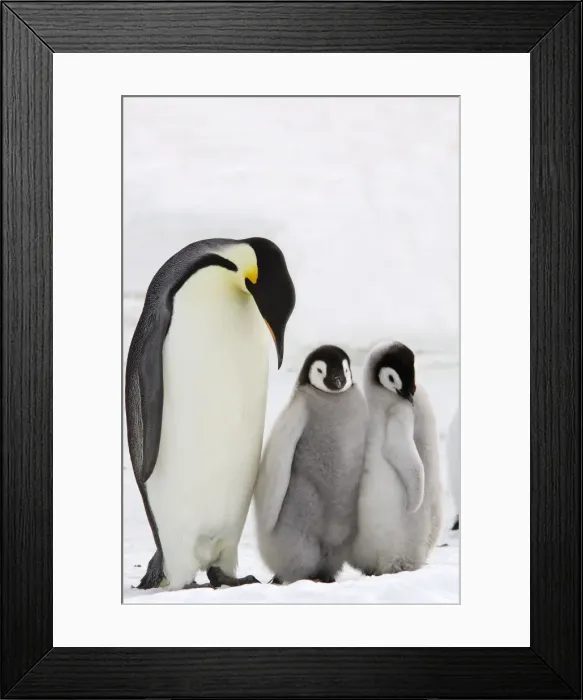 Framed Print : Emperor Penguin - adult and chicks. Snow hill island - Antarctica Framed Print : Emperor Penguin - adult and chicks. Snow hill island - Antarctica