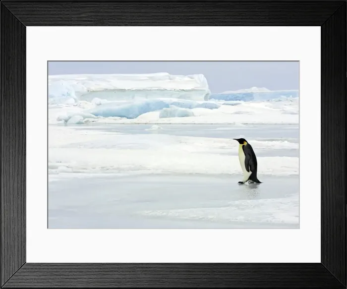 Framed Print : Emperor Penguin - adult on ice. Snow hill island - Antarctica Framed Print : Emperor Penguin - adult on ice. Snow hill island - Antarctica