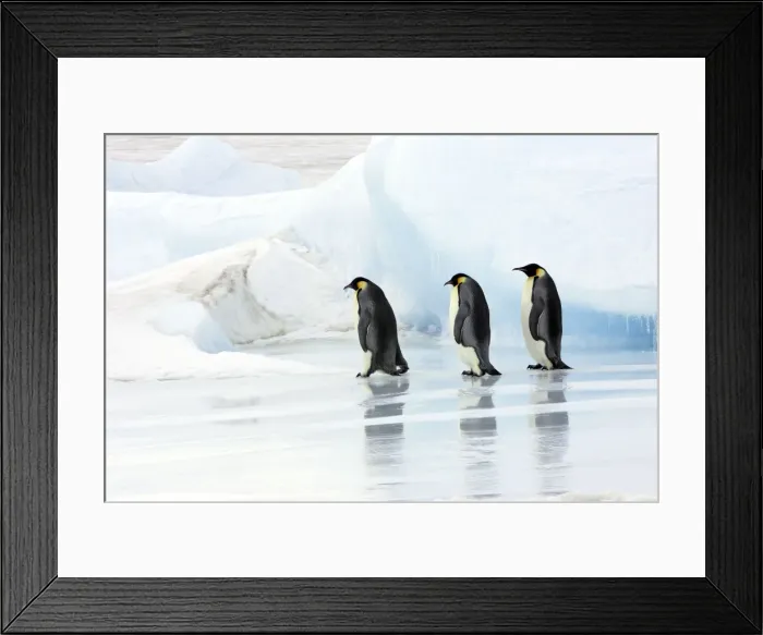 Framed Print : Emperor Penguin - three adults walking across ice. Snow hill island - Antarctica Framed Print : Emperor Penguin - three adults walking across ice. Snow hill island - Antarctica