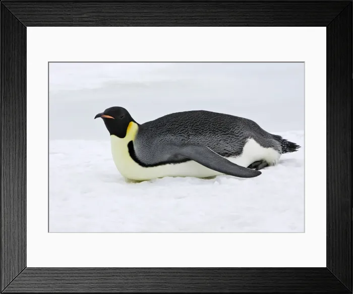 Framed Print : Emperor Penguin - adult sliding across ice. Snow hill island - Antarctica Framed Print : Emperor Penguin - adult sliding across ice. Snow hill island - Antarctica