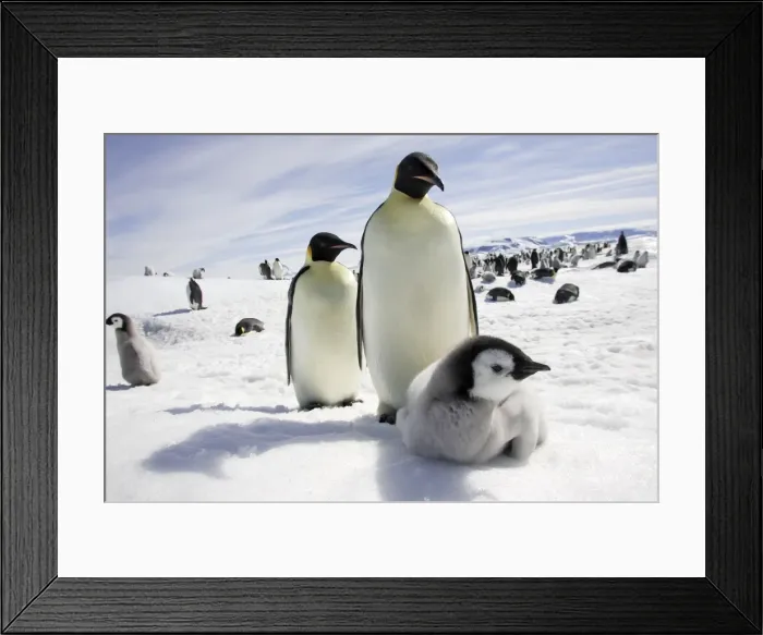 Framed Print : Emperor Penguin - adults and chick. Snow hill island - Antarctica Framed Print : Emperor Penguin - adults and chick. Snow hill island - Antarctica