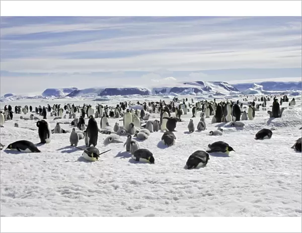 Emperor Penguin - colony. Snow hill island - Antarctica