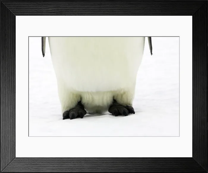 Framed Print : Emperor Penguin - close-up of feet. Snow hill island - Antarctica Framed Print : Emperor Penguin - close-up of feet. Snow hill island - Antarctica