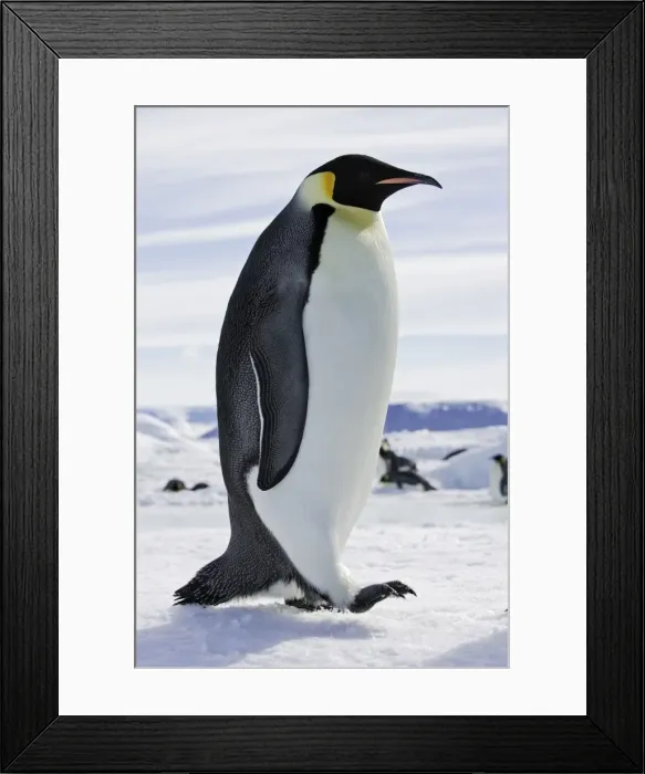 Framed Print : Emperor Penguin - adult. Snow hill island - Antarctica