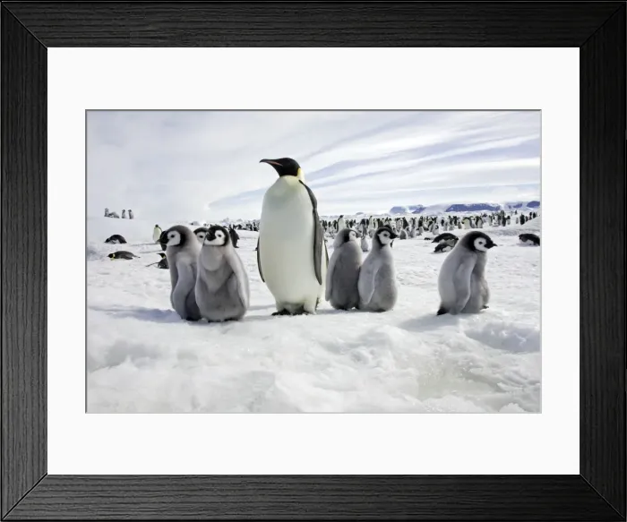 Framed Print : Emperor Penguin - adult with group of chicks. Snow hill island - Antarctica Framed Print : Emperor Penguin - adult with group of chicks. Snow hill island - Antarctica