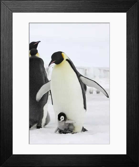 Framed Print : Emperor Penguin - adult and chick. Snow hill island - Antarctica Framed Print : Emperor Penguin - adult and chick. Snow hill island - Antarctica