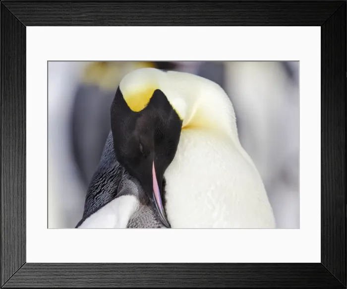 Framed Print : Emperor Penguin - adult preening. Snow hill island - Antarctica Framed Print : Emperor Penguin - adult preening. Snow hill island - Antarctica