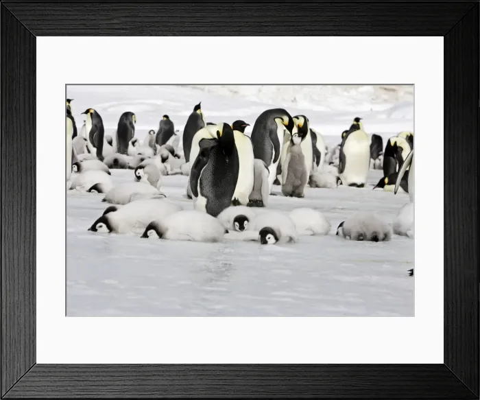 Framed Print : Emperor Penguin - colony of adults and chicks resting. Snow hill island - Antarctica Framed Print : Emperor Penguin - colony of adults and chicks resting. Snow hill island - Antarctica