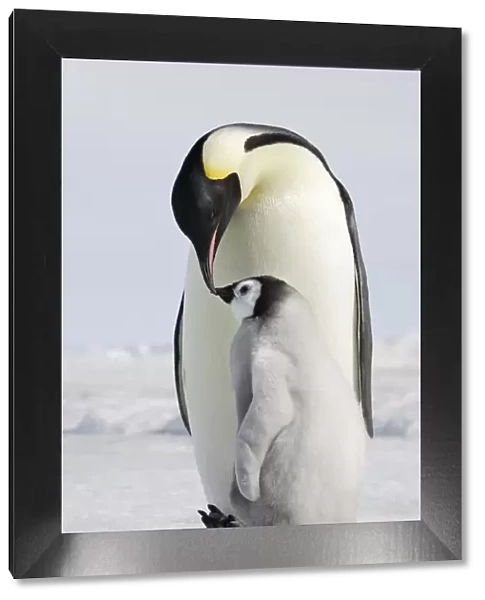 Emperor Penguin - adult and chick. Snow hill island - Antarctica