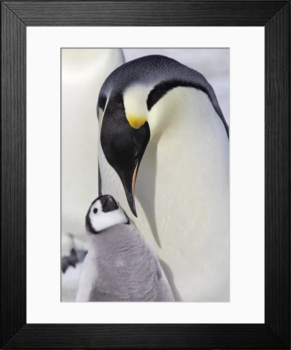 Framed Print : Emperor Penguin - adult and chick. Snow hill island - Antarctica Framed Print : Emperor Penguin - adult and chick. Snow hill island - Antarctica