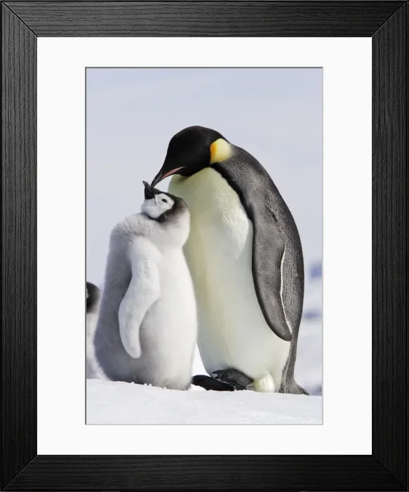 Framed Print : Emperor Penguin - adult and chick. Snow hill island - Antarctica Framed Print : Emperor Penguin - adult and chick. Snow hill island - Antarctica