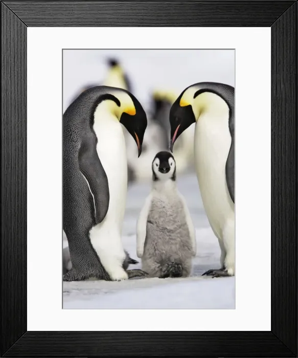 Framed Print : Emperor Penguin - two adults with chick. Snow hill island - Antarctica