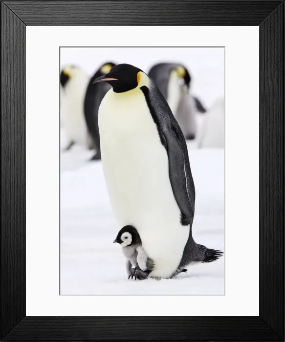 Framed Print : Emperor Penguin - adults with chick sheltering on it's feet. Snow hill island - Antarctica Framed Print : Emperor Penguin - adults with chick sheltering on it's feet. Snow hill island - Antarctica