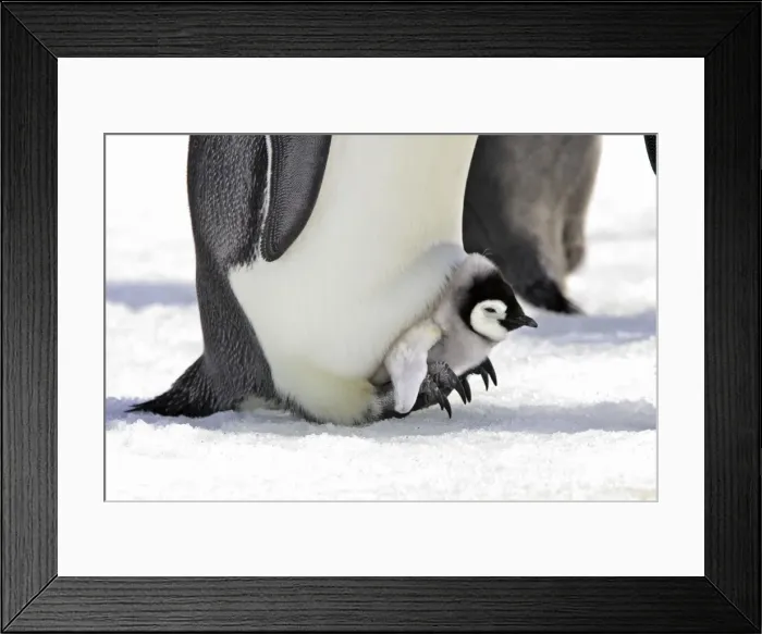 Framed Print : Emperor Penguin - chick sheltering on adult's feet. Snow hill island - Antarctica
