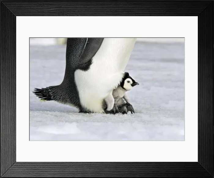 Framed Print : Emperor Penguin - chick sheltering on adult's feet. Snow hill island - Antarctica Framed Print : Emperor Penguin - chick sheltering on adult's feet. Snow hill island - Antarctica