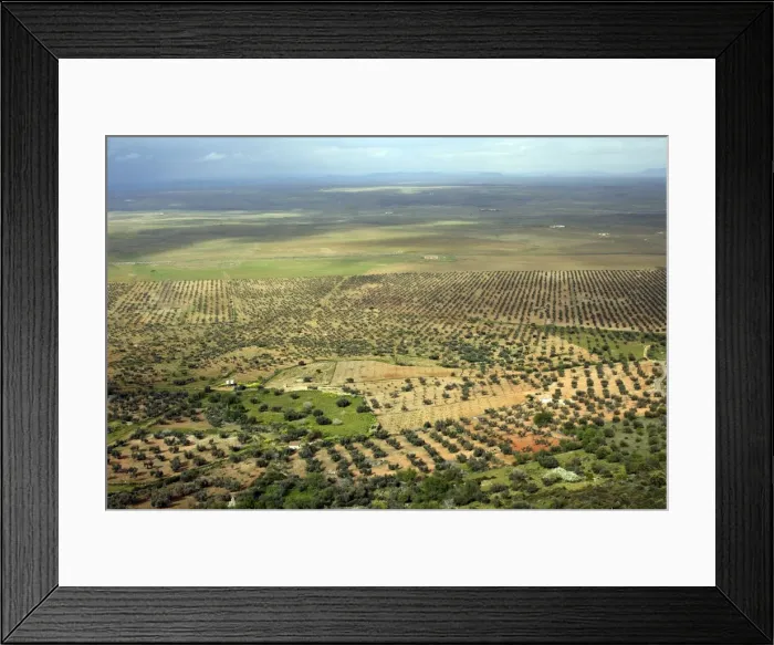 Framed Print : Dehesa landscape with Olive Groves and Oak Trees Benquerencia de la serena, Extremadura. Spain