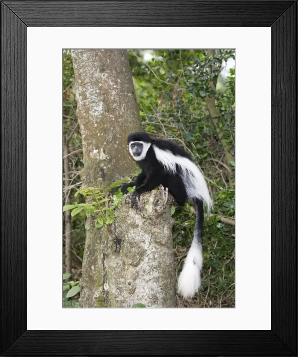 Framed Print : Western Black-and-white Colobus Monkey. Awasa - Arsi Region - Ethiopia Framed Print : Western Black-and-white Colobus Monkey. Awasa - Arsi Region - Ethiopia