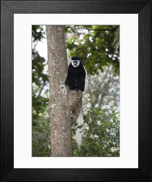 Framed Print : Western Black-and-white Colobus Monkey. Awasa - Arsi Region - Ethiopia Framed Print : Western Black-and-white Colobus Monkey. Awasa - Arsi Region - Ethiopia