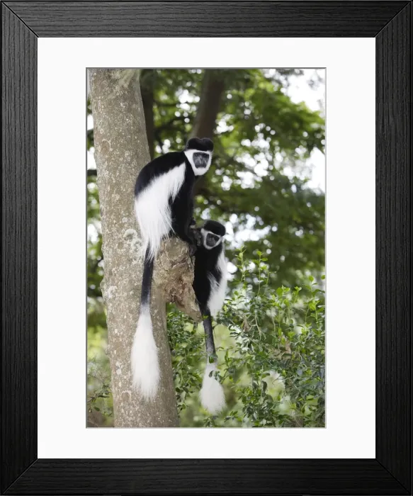 Framed Print : Western Black-and-white Colobus Monkey - two. Awasa - Arsi Region - Ethiopia Framed Print : Western Black-and-white Colobus Monkey - two. Awasa - Arsi Region - Ethiopia