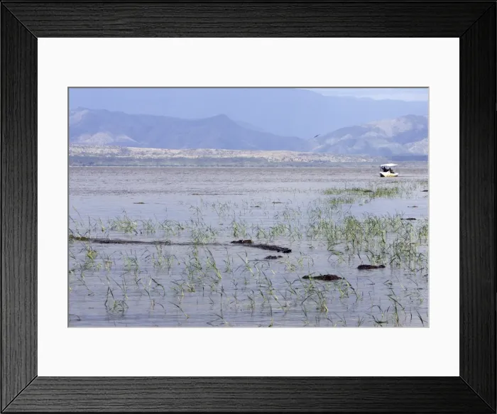 Framed Print : Nile Crocodile - Lake Chamo in Awasa - Ethiopia called Crocodile market by the natives as many crocodiles concentrate in some places Framed Print : Nile Crocodile - Lake Chamo in Awasa - Ethiopia called Crocodile market by the natives as many crocodiles concentrate in some places