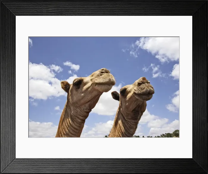 Framed Print : Camel market. Chelbi - South Ethiopia Framed Print : Camel market. Chelbi - South Ethiopia