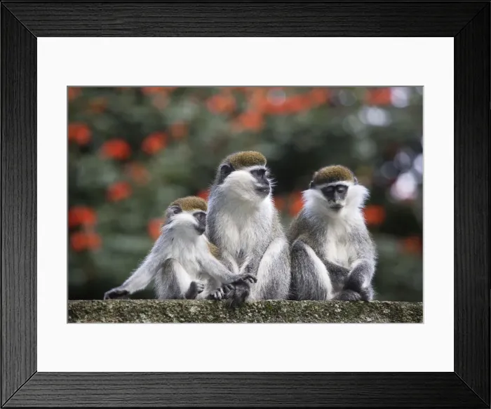 Framed Print : Vervet Monkey - three. Arsi Region - Ethiopia Framed Print : Vervet Monkey - three. Arsi Region - Ethiopia