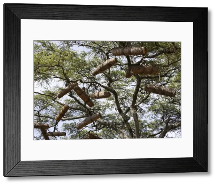 Framed Print : Beehive in the trees. Gardula area between Arba Minch and Konso - Ethiopia