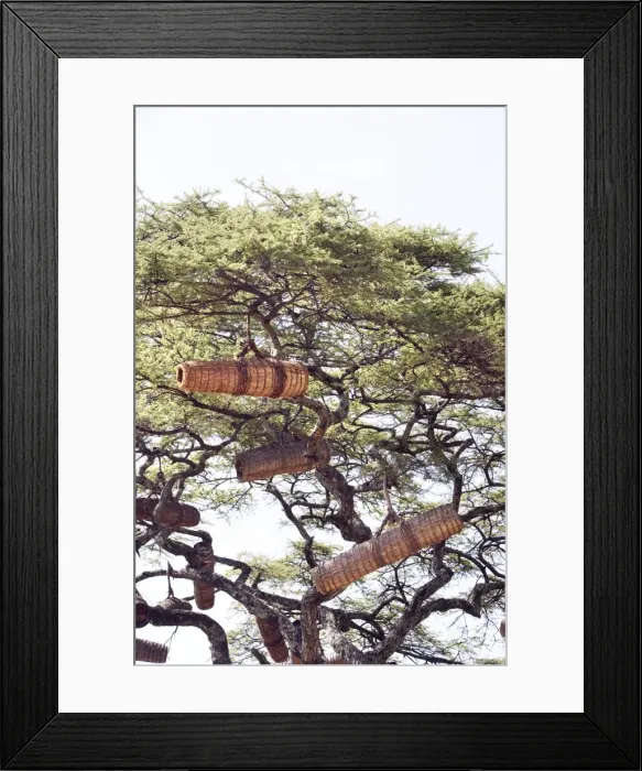 Framed Print : Beehive in the trees. Gardula area between Arba Minch and Konso - Ethiopia Framed Print : Beehive in the trees. Gardula area between Arba Minch and Konso - Ethiopia