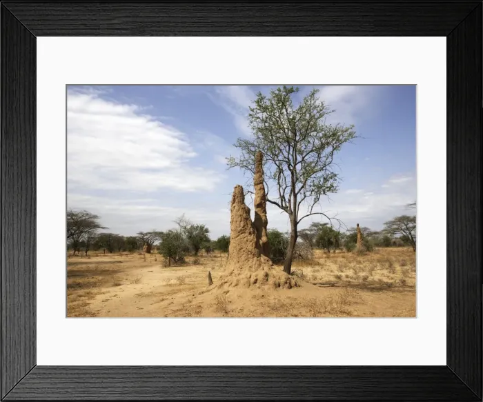 Framed Print : Termite Hill. Savanna biome - National Park of Mago - South Ethiopia Framed Print : Termite Hill. Savanna biome - National Park of Mago - South Ethiopia